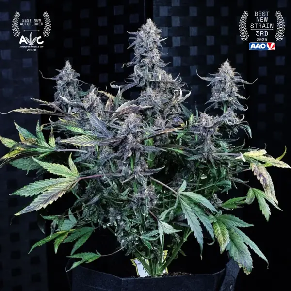 Mango Runtz Auto