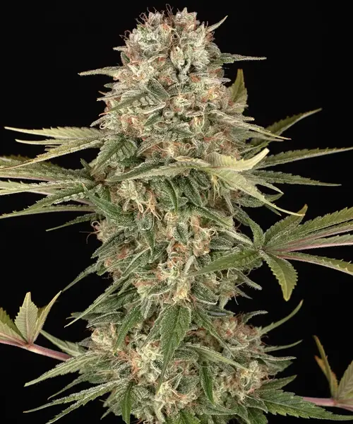 Master Kush (R)