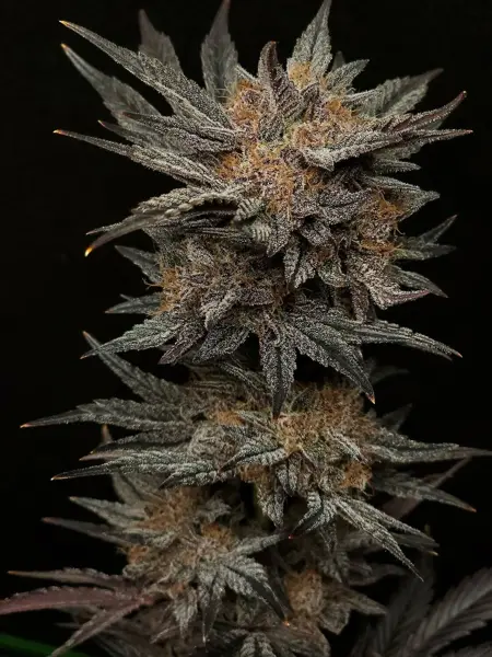 Mephisto’s Grape Crush Auto