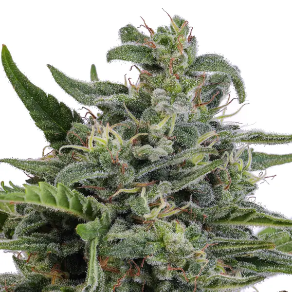Moroccan Skunk (R)
