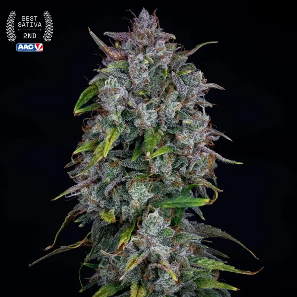 Old School Mango Haze Auto