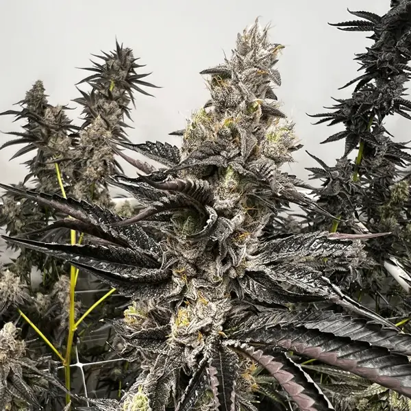 Purple Pineapple (F)