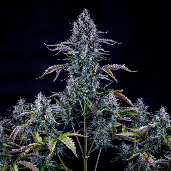 Ripley’s OG Auto