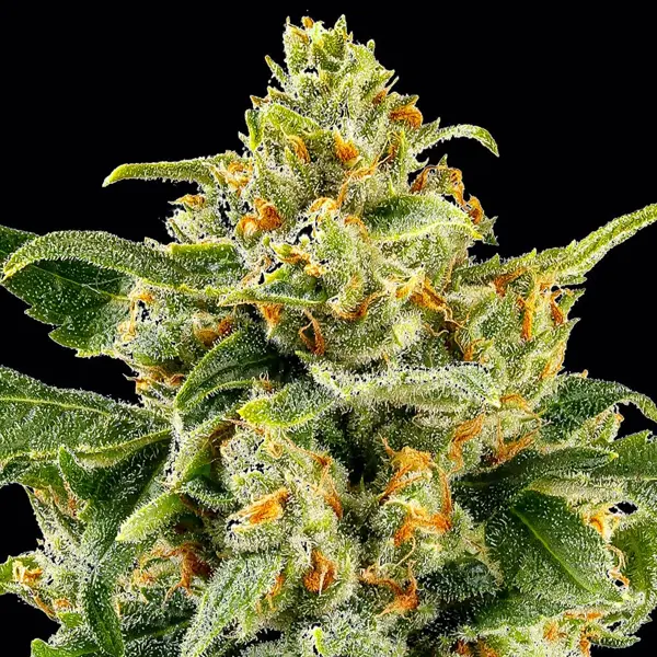 Skunk #1 (R)