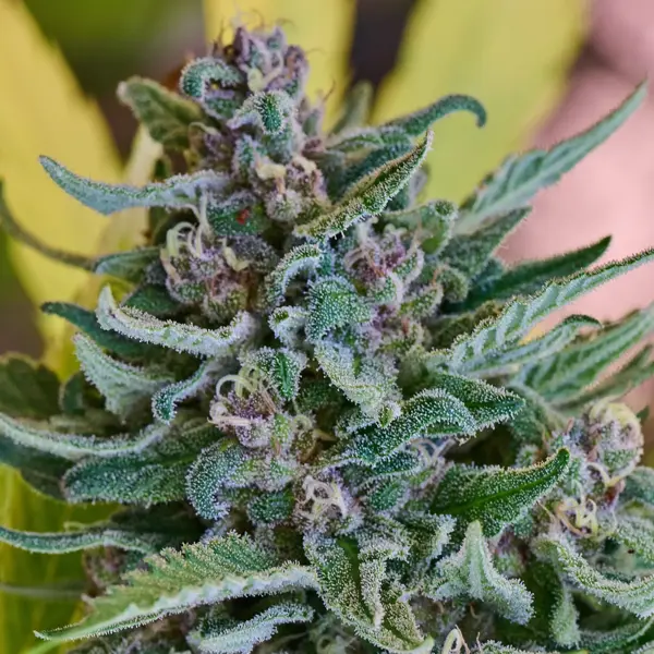 Skunk Bomb (R)
