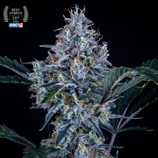 Sundae Thumper Auto