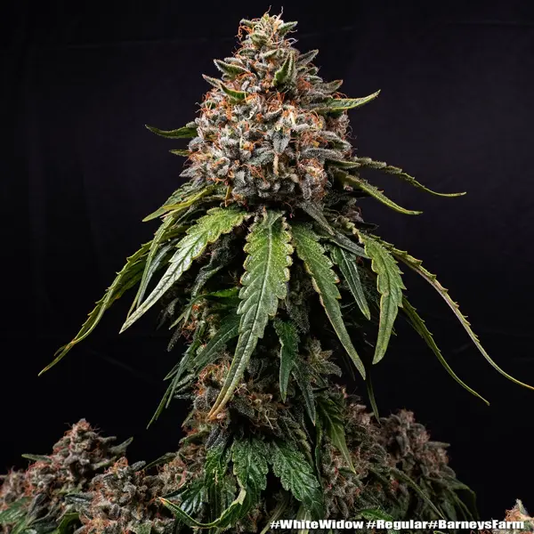 White Widow (R)
