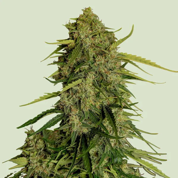 Atlas F1 CBD Auto