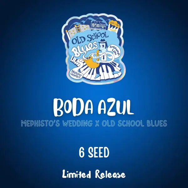 Boda Azul Auto