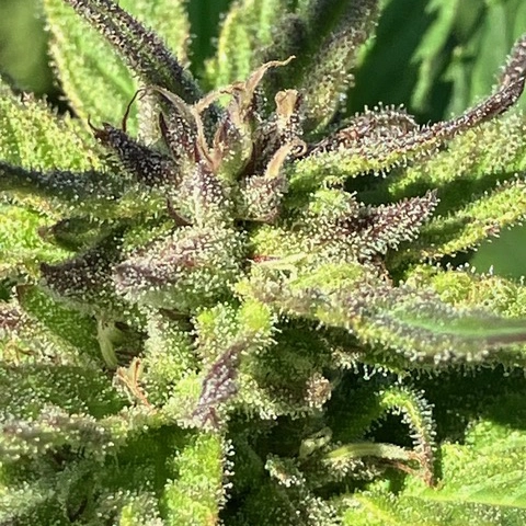 Breeder’s Choice (R)
