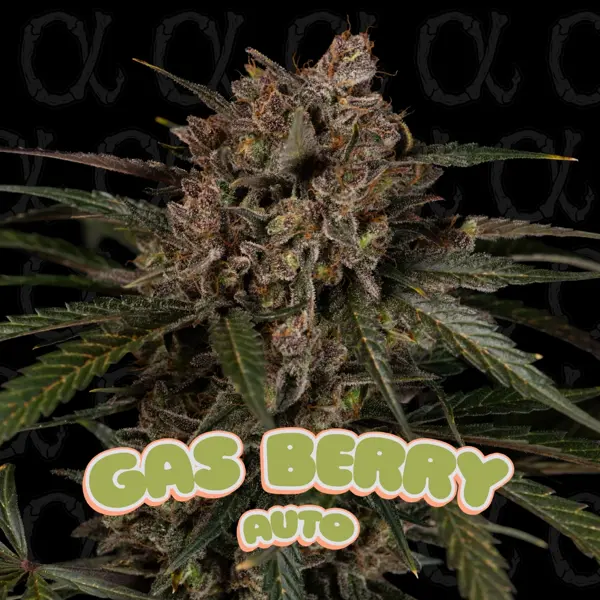 Gas Berry Auto