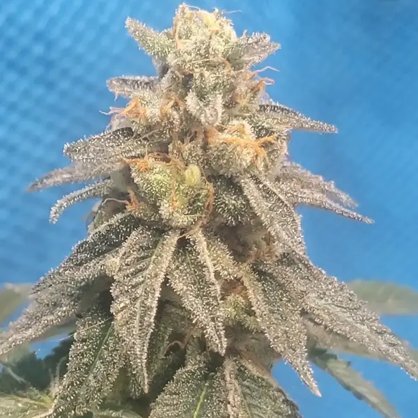 Jokerz S1 (F)