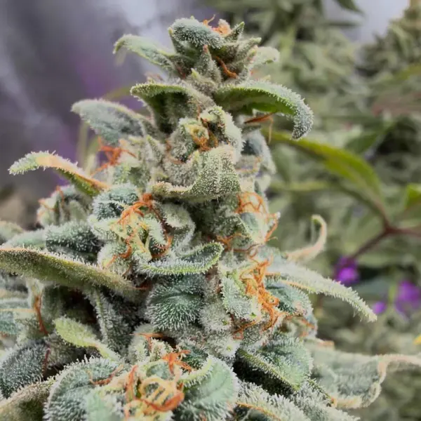 Muffins Ridge (F)