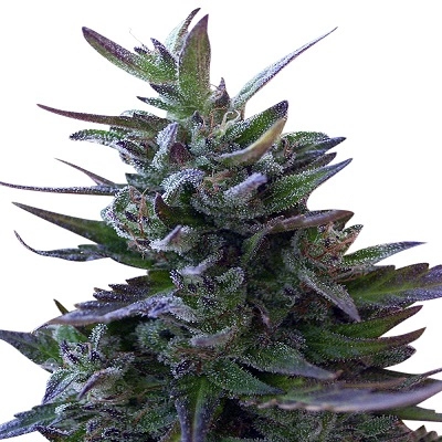 Nepal Mist (R)