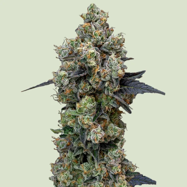 Orbital Banana F1 (F)