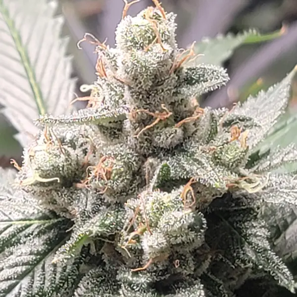 Snarf’s Marmalade (F)