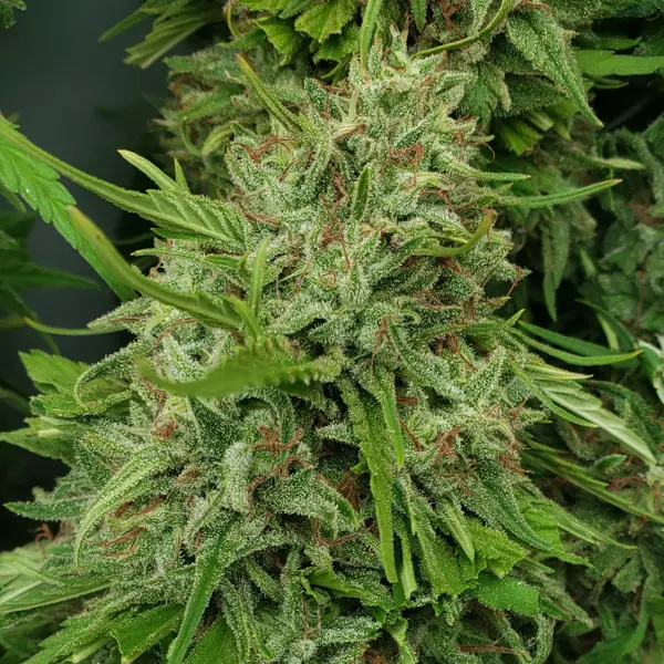 White Afghani S1 (F)