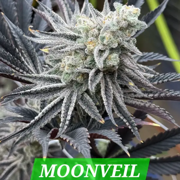 Moonveil (F)
