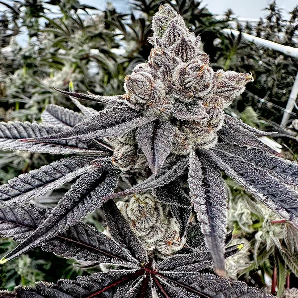 Royalty (F)
