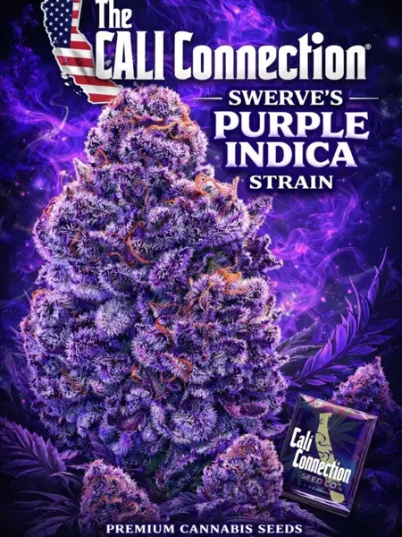 Swerve’s Purple Indica S1 (F)