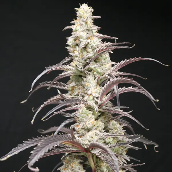 Berry Taboo (F)