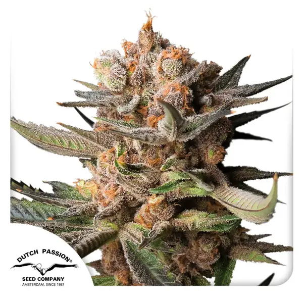 Frozen Biscotti Auto