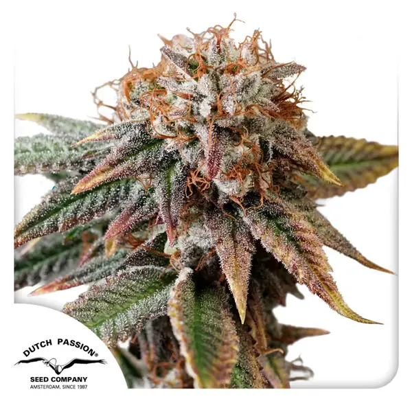Kingston Punch Auto