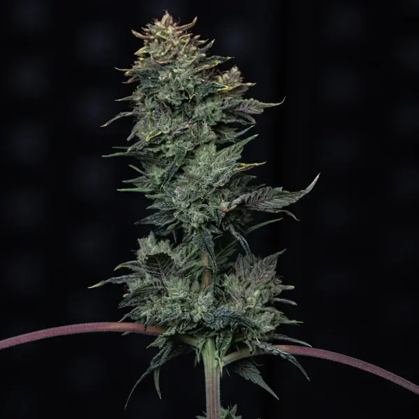 Kiwi Lime 1 Auto