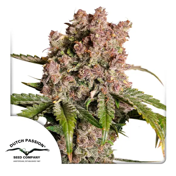 Strawberry Soda Auto