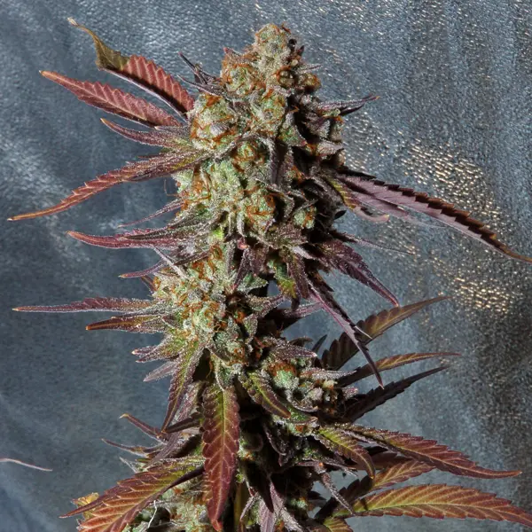 The Cream S1 (F)