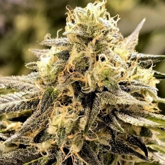 Original Pepper Pack (R)