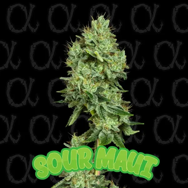 Sour Maui (F)