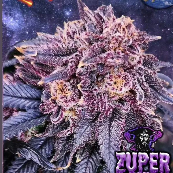 Zuper Plushers (R)
