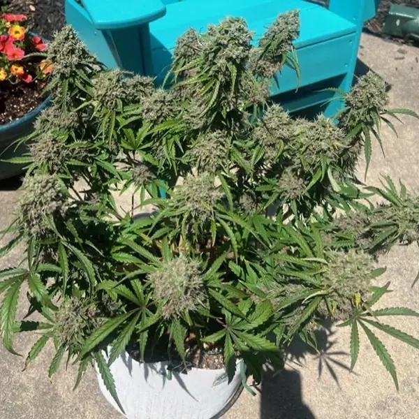 Chrome Frost Auto