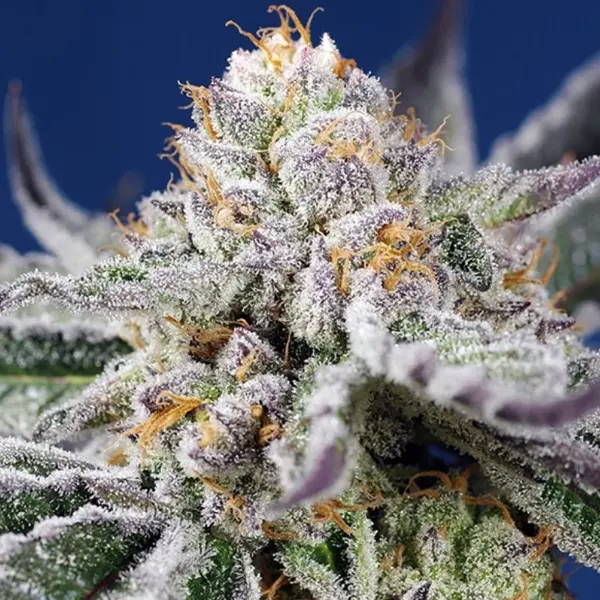 Orange Apricot Glue XL Auto