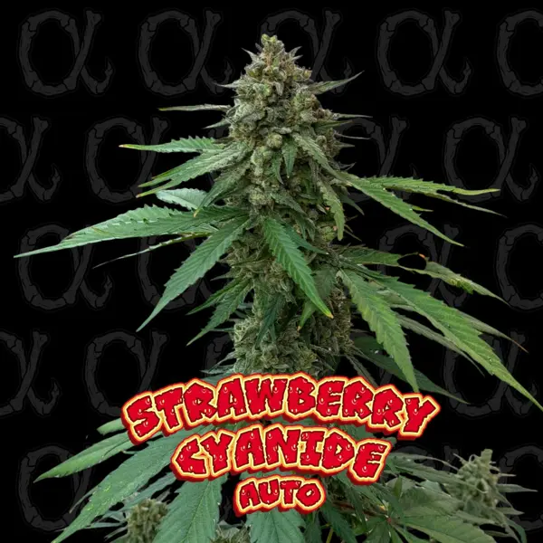 Strawberry Cyanide Auto [LIMITED]