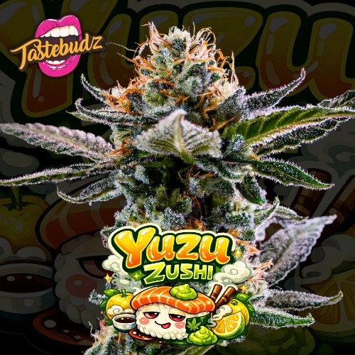 Yuzu Zushi Auto