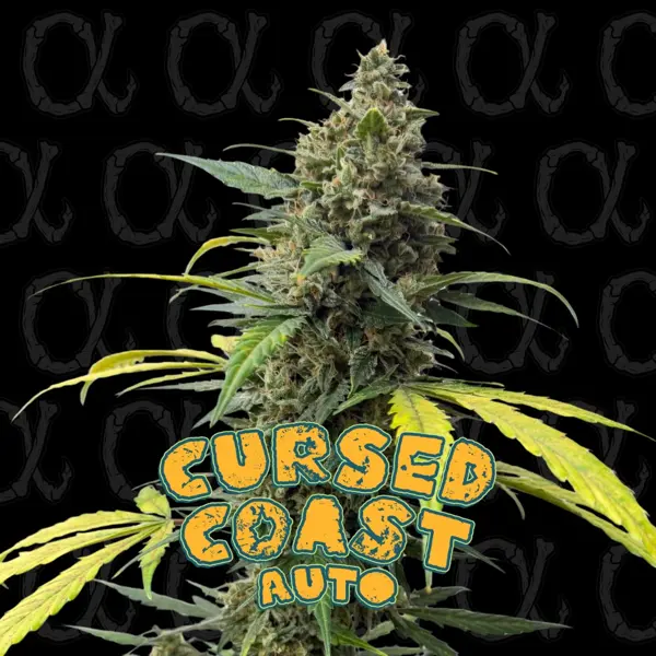 Cursed Coast Auto [LIMITED]