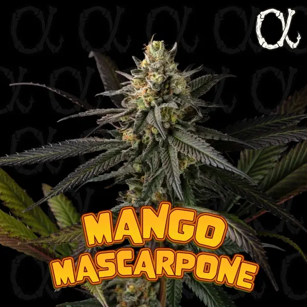 Mango Mascarpone (F)